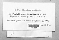 Penicilliopsis brasiliensis image